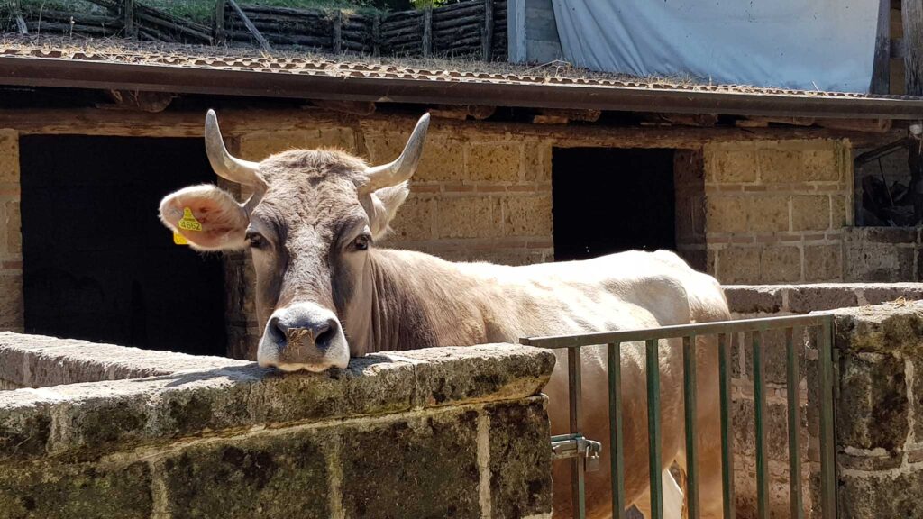 Il piccolo zoo dell'Agriturismo Ricciardelli